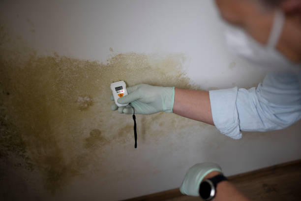 Best Mold Damage Repair  in North Bellmore, NY