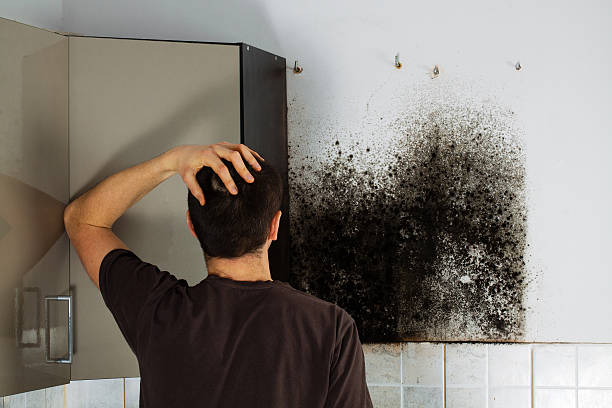 Best Emergency Mold Removal  in North Bellmore, NY