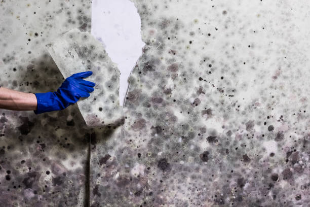 Best Local Mold Removal Service  in North Bellmore, NY