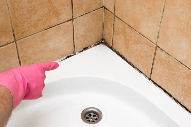 Best Commercial Mold Removal  in North Bellmore, NY