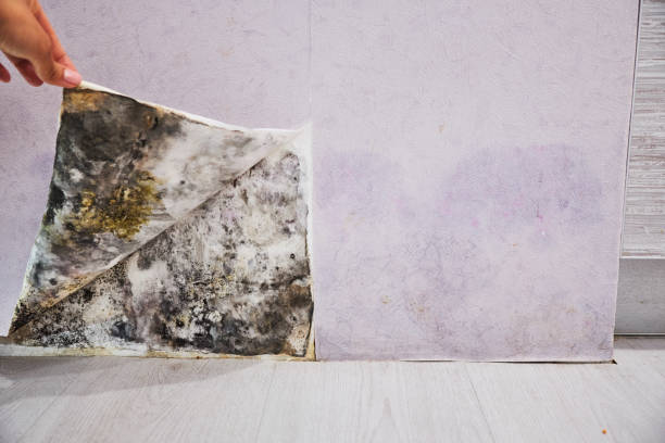 Best Mold Testing  in North Bellmore, NY